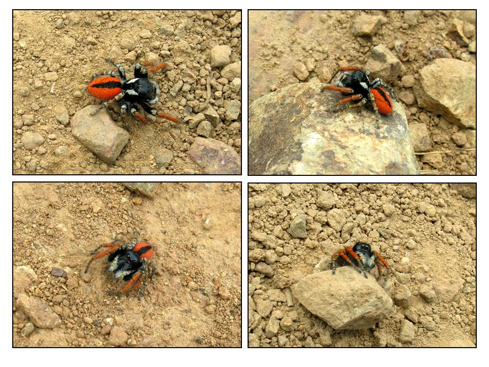 Philaeus chrysops maschio e femmina!?